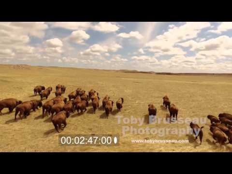 Great Plains Buffalo Footage