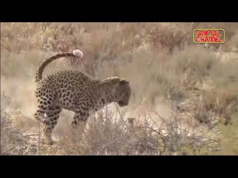 LK Most Amazing Big Cats Hunting Attack Compilation Cheetah Lions Jaguar Leopard