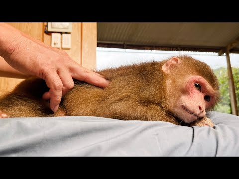 Monkey Max's Happy Day!