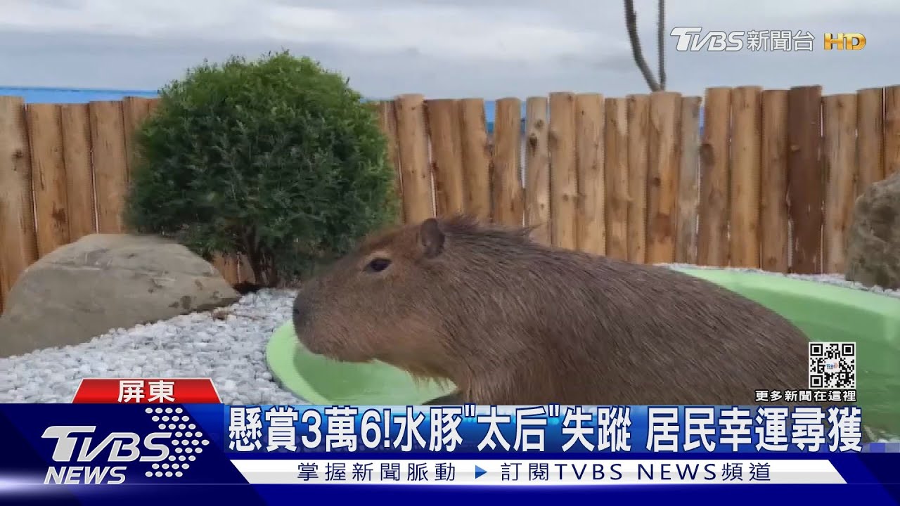 水豚「太后」身價30萬! 失蹤了飼主懸賞3萬6協尋