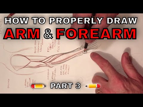 How to properly Draw Arm and Forearm | Part 3