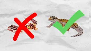 Leopard Gecko Health Check 2021