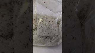 Get ready with me for a Lice Popping video #RGVLiceLady #asmr
