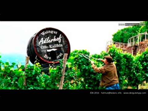 Der gute Tipp: Spitzenweine von Otto Kallfelz