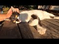Cute Tux Cat With Beautiful Eyes At The Park Wants To Play With Me