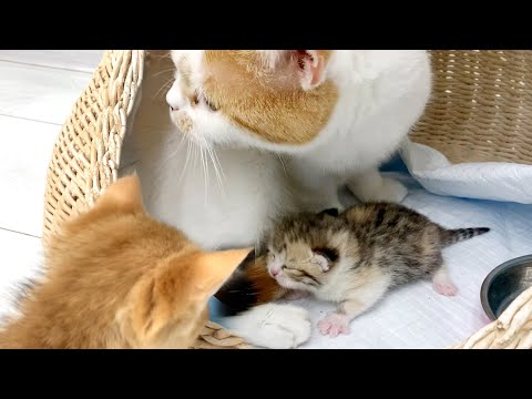 Mother cat carried newborn kitten to another house, and adopted kitten is looking for hugs