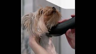 Revue des rasoirs pour animaux de la marque Andis