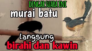 Download lagu pancingan murai batu cepat kawin || paling ampuh mp3