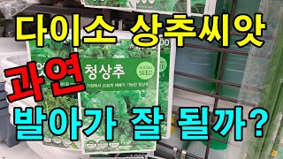 상추파종하는시기  1000원 다이소 상추씨앗으로 파종했어요