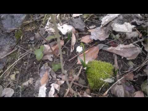 130311 BLEDULE JARNÍ