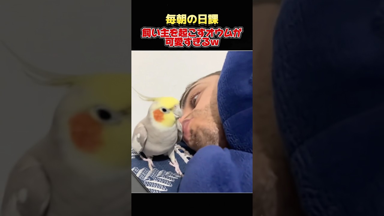 オウムに起こされる羨ましい朝w #バズり動画 #世界のおもしろ動画 #おもしろ動画 #癒し動画 #ペット #かわいい #shorts