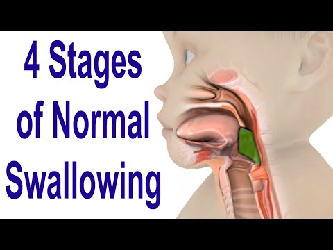 The 4 Stages of Swallowing: Biomechanics & Bolus Movement