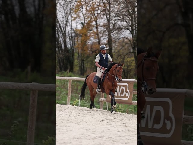 Caballo entero Oldenburgués En venta 2021 Bayo