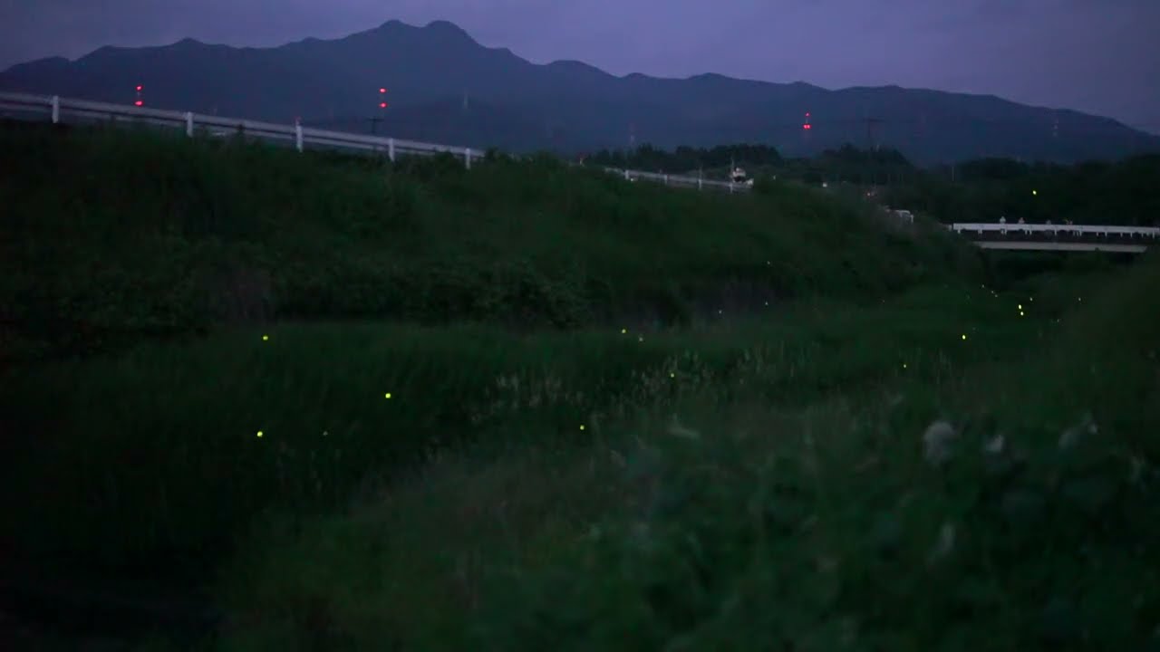 二鹿来川のホタル乱舞