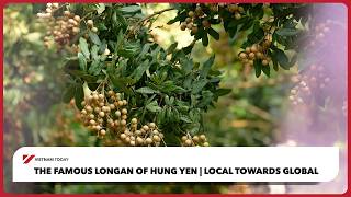 Local Towards Global: The Famous Longan of Hung Yen | Vietnam Today