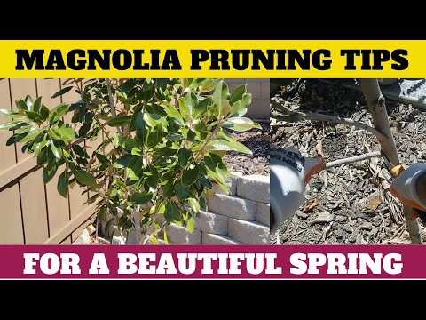 Little Gem Magnolia Pruning Tips for a Beautiful Spring