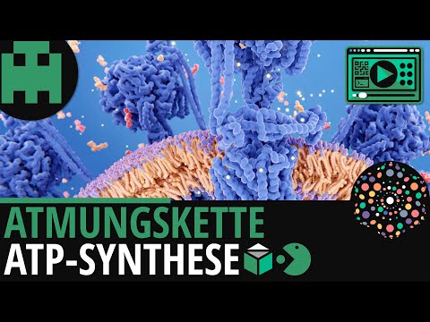 Atmungskette │Biologie Lernvideo [Learning Level Up]
