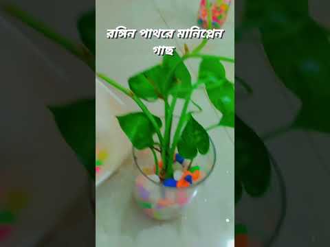 মানিপ্লান  গাছ লাগানোর পদ্ধতি manyplan tree ❤️ #everyone #flowers #hilight