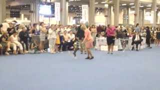 Best Of Breed competition, chinese crested, World Dog Show 2014