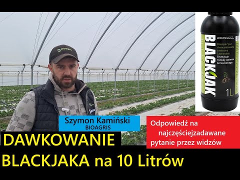 Nawożenie Na Silny System Korzeniowy Borówki Odpowiedź Ile BALCJAKA na 10 litrów do podlewania
