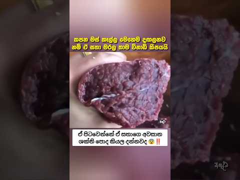 කපනකොට පණපිටින් වගේ දඟලන මස් වල ඇත්ත කතාව මේක 😨 #fyp #සැම්පා #ashuddha