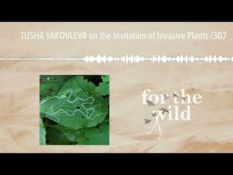 TUSHA YAKOVLEVA on the Invitation of Invasive Plants /307