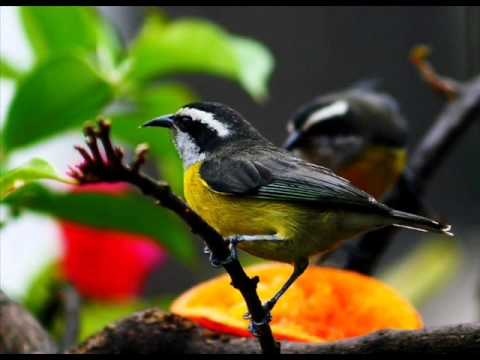 Hino Avulso_Jefferson 2011 Vol4 _10 - Deus não te deixou.