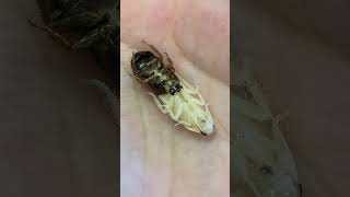 Do cockroaches molt their exoskeleton? 🪳 Hissing Roaches!