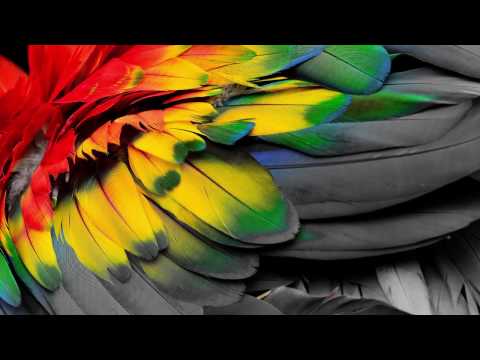 Видеообзор