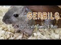 Keep Gerbils From Getting Bored Environmental Enrichment