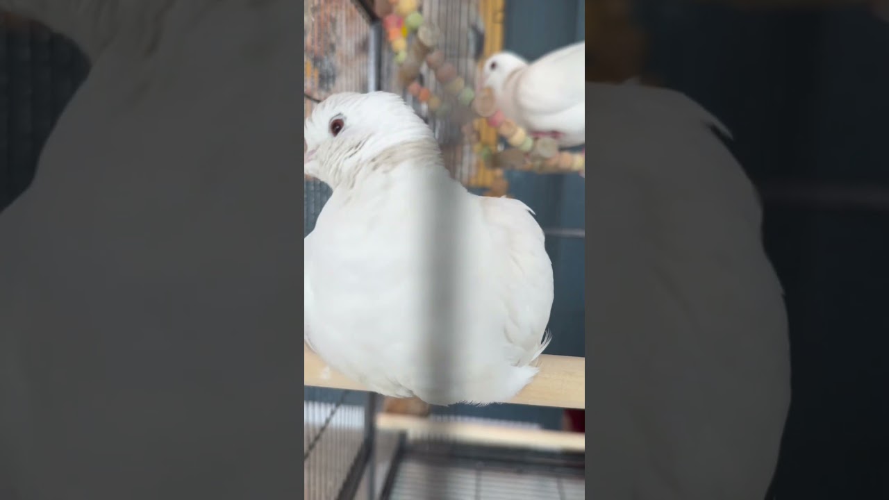Enlarge Diamond (bonded to Crystal), a Adoptable Dove in Hamilton, ON video 4/4