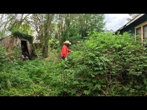 Everyone Ignored This Yard for Years – We Finally Brought It Back to Life