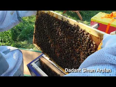 Dadant Sinan Arslan çift Ana Arılı Kovan 2. Bölüm