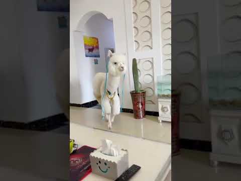 White Camel 🐫 in House 🏠 .what he doing 😲 #camel #house