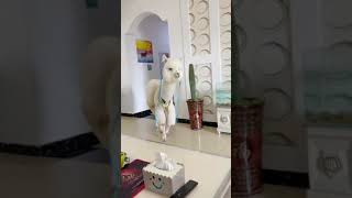 Download lagu White Camel 🐫 in House 🏠 .what he doing 😲 #camel #house mp3