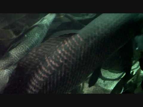 comment soigner les poissons d'aquarium
