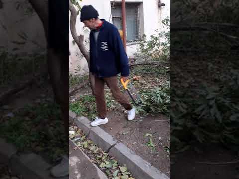 Ilinca hoitu și dinu hoitu