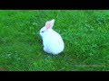 Маленький белый кролик 