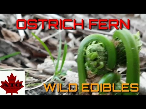Wild edibles: Ostrich Fern (Fiddleheads)