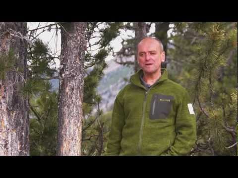 Zirben Zwischenberger