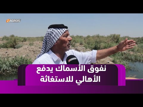 فيديو | النجف.. نفوق ملايين الأسماك بسبب الجفاف في هور ابن نجم والأهالي يستغيثون