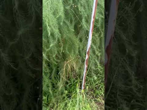 園芸 アスパラガス