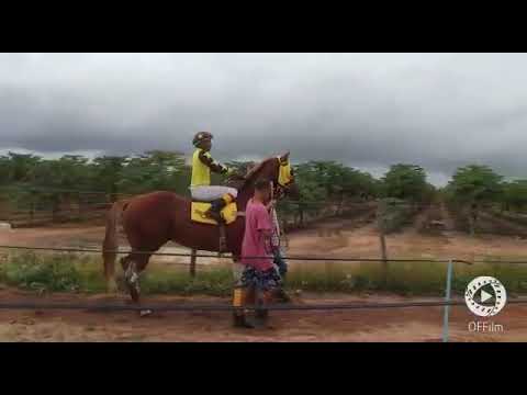 corrida de cavalos em floresta do Sul és.