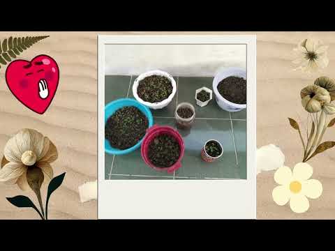 Gieo hạt 4A3 24 25