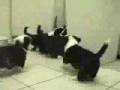 Kitty Neo Vs Puppy Smiths Matrix Reloaded Spoof