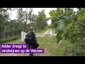 Adder dreigt te verdwijnen op de Veluwe
