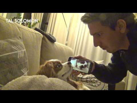 YouTube video about: How to stop my dog from snoring?