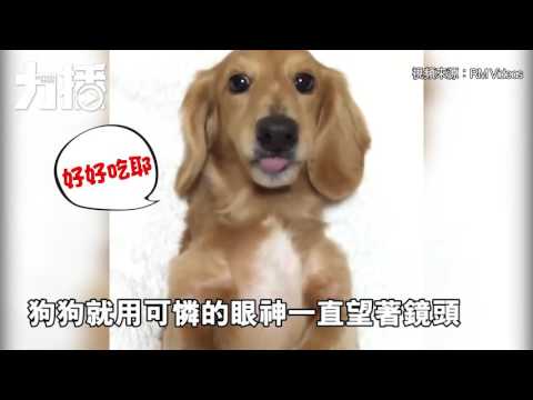 狗狗雙掌抱住香蕉食超可愛