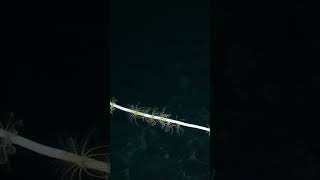 Super Long Deep-Sea Sponge | Nautilus Live #EVNautilus #deepsea #exploration #ocean