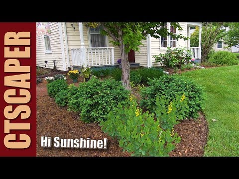 download lagu mp3 mp4 Baptisia Sphaerocarpa Yellow Wild Indigo, download lagu Baptisia Sphaerocarpa Yellow Wild Indigo gratis, unduh video klip Baptisia Sphaerocarpa Yellow Wild Indigo